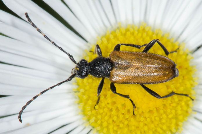 Stictoleptura maculicornis - Fleckenhörniger Halsbock, Käfer auf Gänseblümchen