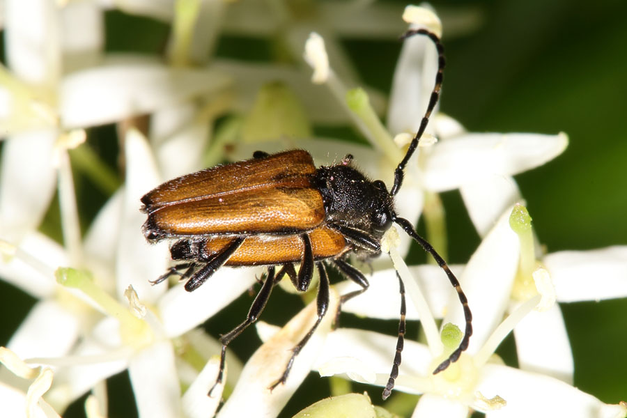 Stictoleptura maculicornis - Fleckenhörniger Halsbock, Paar