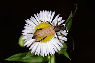 Stictoleptura rubra - Rothalsbock, Käfer auf Gänseblümchen