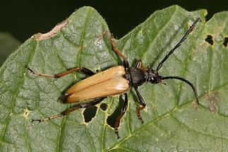 Stictoleptura rubra - Rothalsbock, Männchen (1)