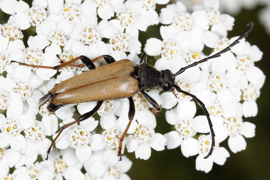 Stictoleptura rubra - Rothalsbock, Männchen