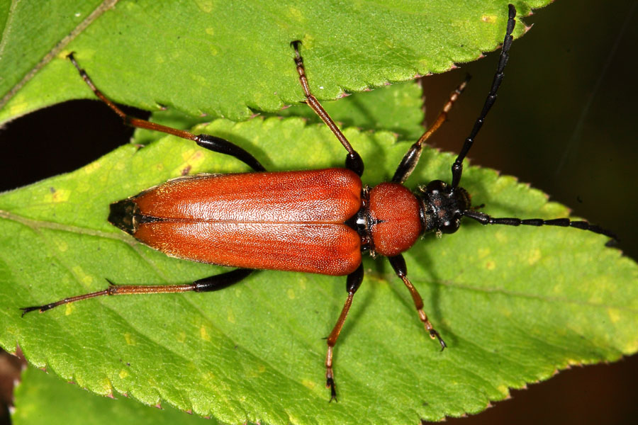 Stictoleptura rubra - Rothalsbock, Weibchen