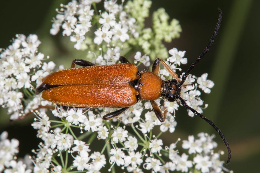 Stictoleptura rubra - Rothalsbock, Weibchen