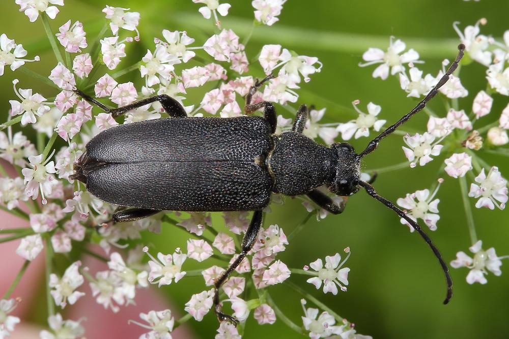 Stictoleptura scutellata - Haarschildiger Halsbock