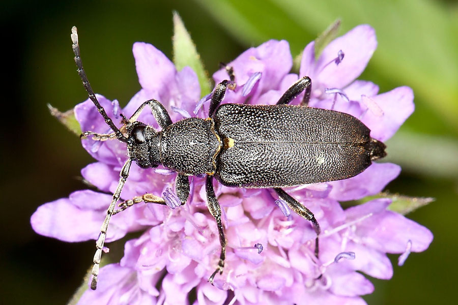 Stictoleptura scutellata - Haarschildiger Halsbock, Käfer auf Blüte