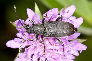 Stictoleptura scutellata - Haarschildiger Halsbock, Käfer auf Blüte (1)