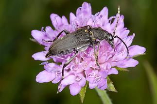 Stictoleptura scutellata - Haarschildiger Halsbock, Käfer auf Blüte (2)