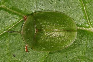 Cassida rubiginosa - Distelschildkäfer, Käfer auf Blatt