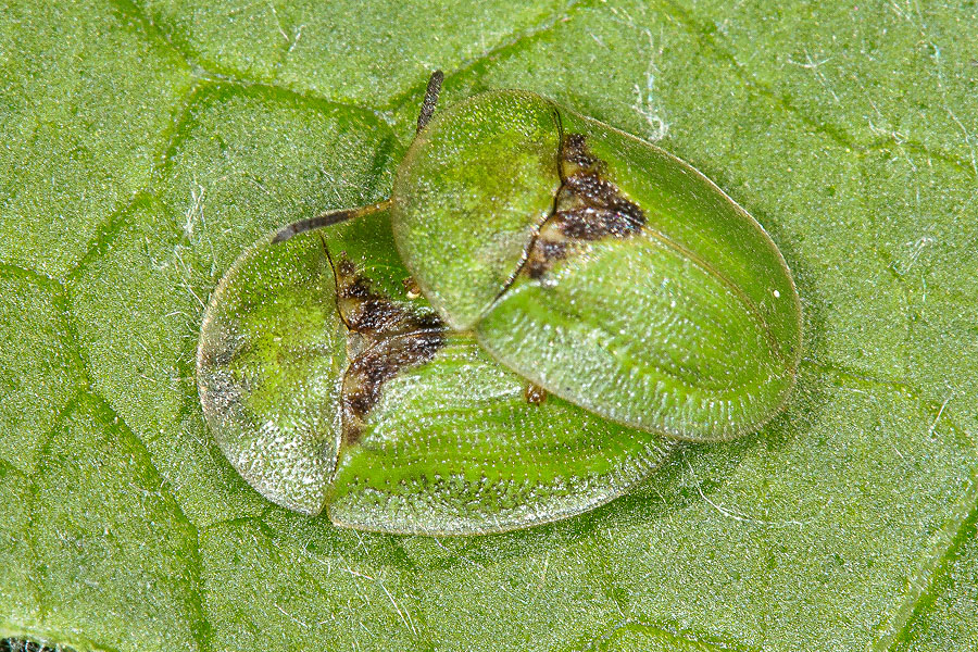 Cassida rubiginosa - Distelschildkäfer, Paar