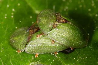 Cassida rubiginosa - Distelschildkäfer, Paar (3)