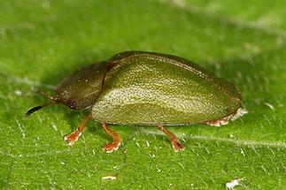 Cassida sp, - kein dt. Name bekannt, Käfer auf Blatt