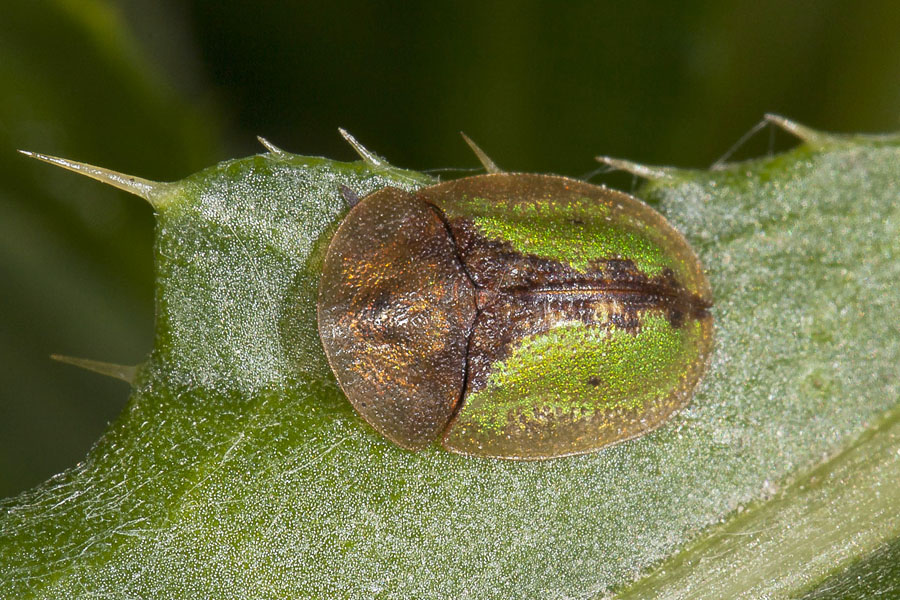 Cassida vibex - Rostiger Schildkäfer, Käfer auf Blatt