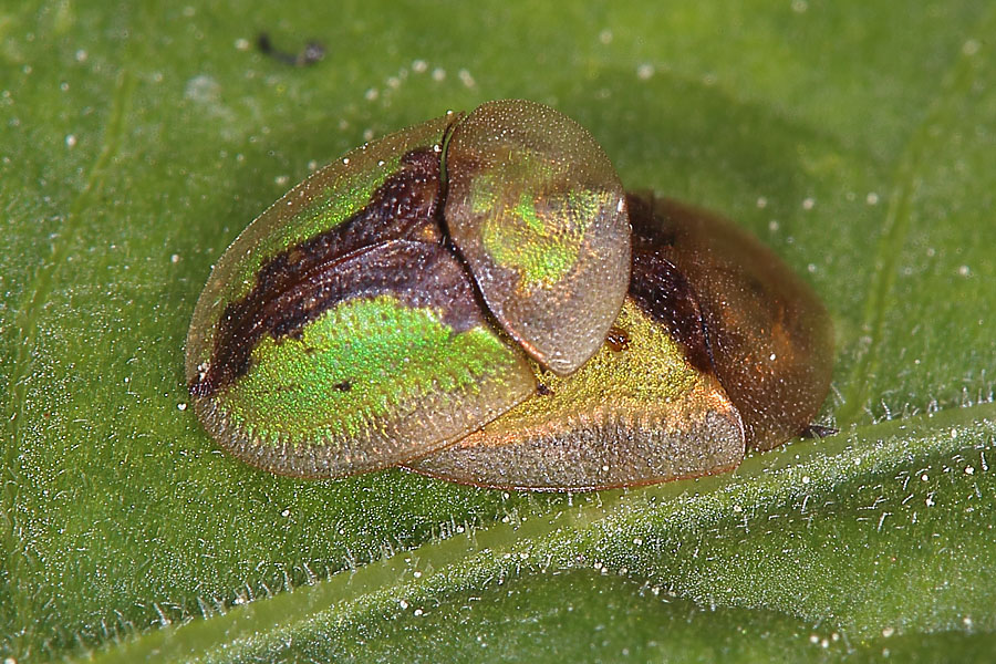 Cassida vibex - Rostiger Schildkäfer, Paar