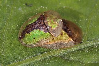 Cassida vibex - Rostiger Schildkäfer, Paar