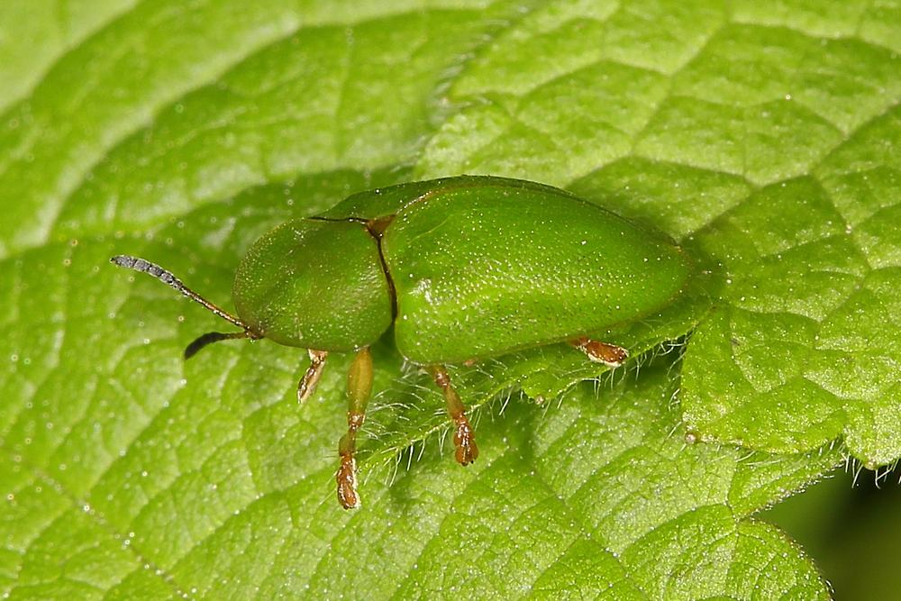 Cassida viridis - Grüner Schildkäfer