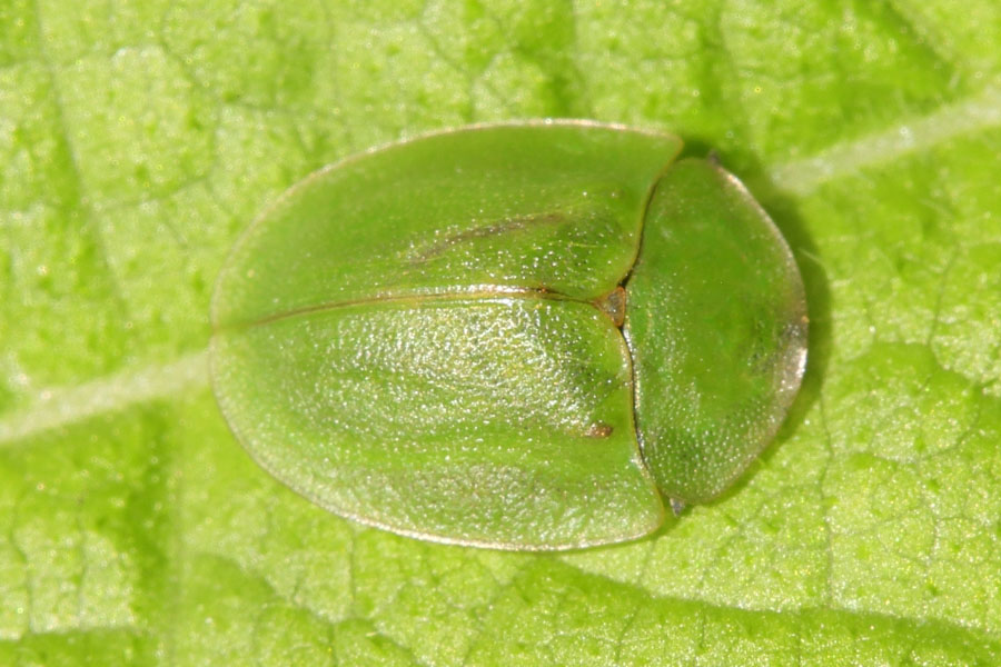 Cassida viridis - Grüner Schildkäfer, Käfer auf Blatt