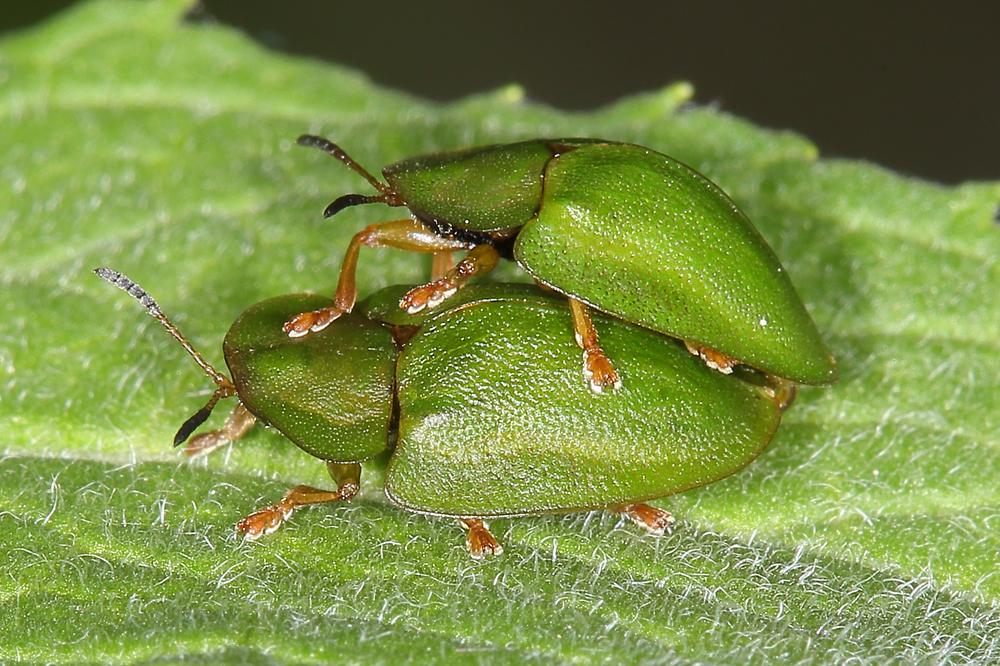Cassida viridis - Grüner Schildkäfer, Paar