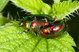 Chrysolina fastuosa - Prächtiger Blattkäfer, Käfer Paar (1)