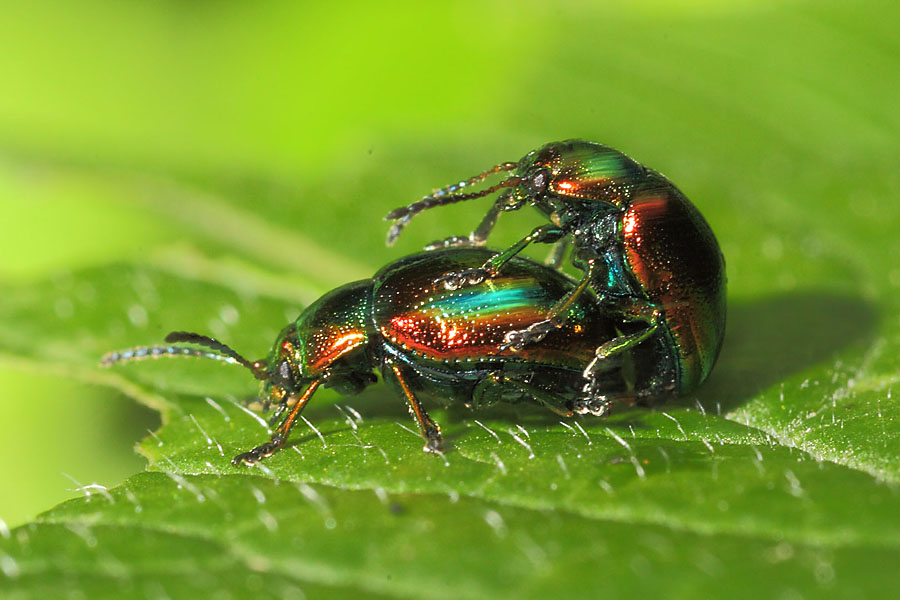 Chrysolina fastuosa - Prächtiger Blattkäfer, Käfer Paar