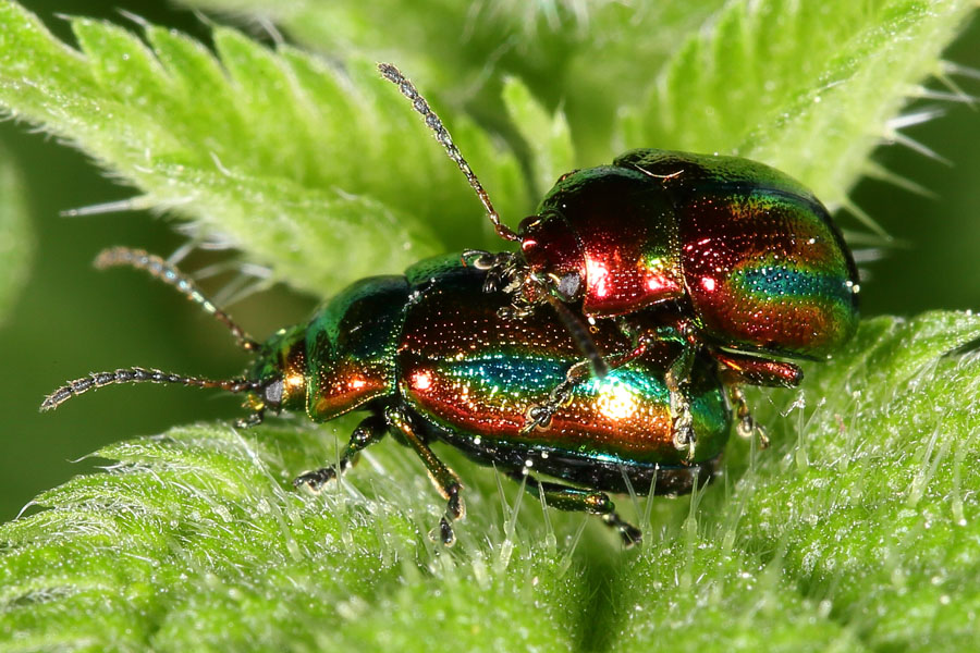 Chrysolina fastuosa - Prächtiger Blattkäfer, Käfer Paar