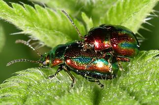 Chrysolina fastuosa - Prächtiger Blattkäfer, Käfer Paar (3)