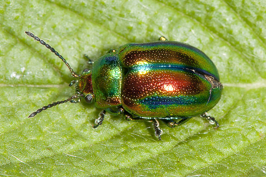 Chrysolina fastuosa - Prächtiger Blattkäfer, Käfer auf Blatt