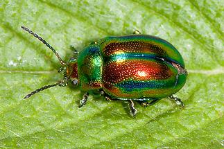 Chrysolina fastuosa - Prächtiger Blattkäfer, Käfer auf Blatt