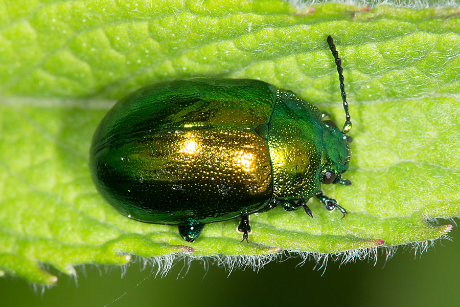 Chrysolina herbacea - Minze-Blattkäfer, Käfer auf Blatt