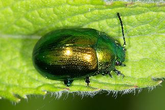 Chrysolina herbacea - Minze-Blattkäfer, Käfer auf Blatt (1)