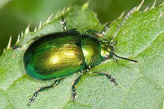 Chrysolina herbacea - Minze-Blattkäfer, Käfer auf Blatt (2)