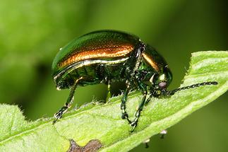 Chrysolina herbacea - Minze-Blattkäfer, Käfer auf Blatt (3)