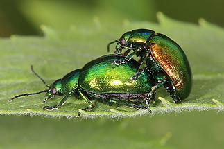 Chrysolina herbacea - Minze-Blattkäfer, Paar