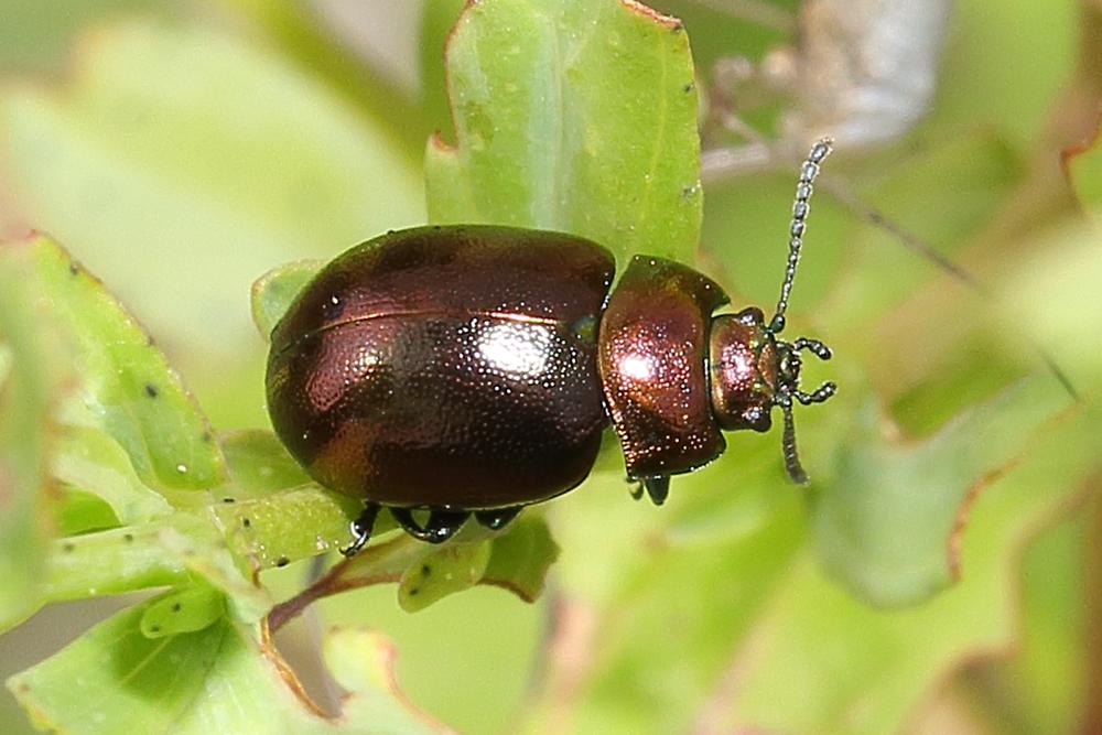 Chrysolina staphylaea cf. - Rotbrauner Blattkäfer