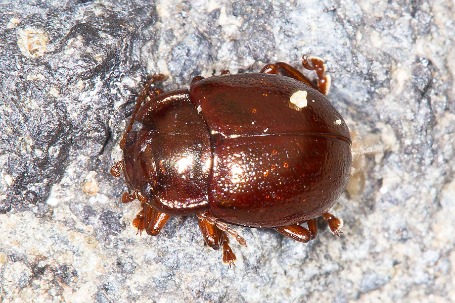 Chrysolina staphylaea - Rotbrauner Blattkäfer, Käfer auf Fahrweg