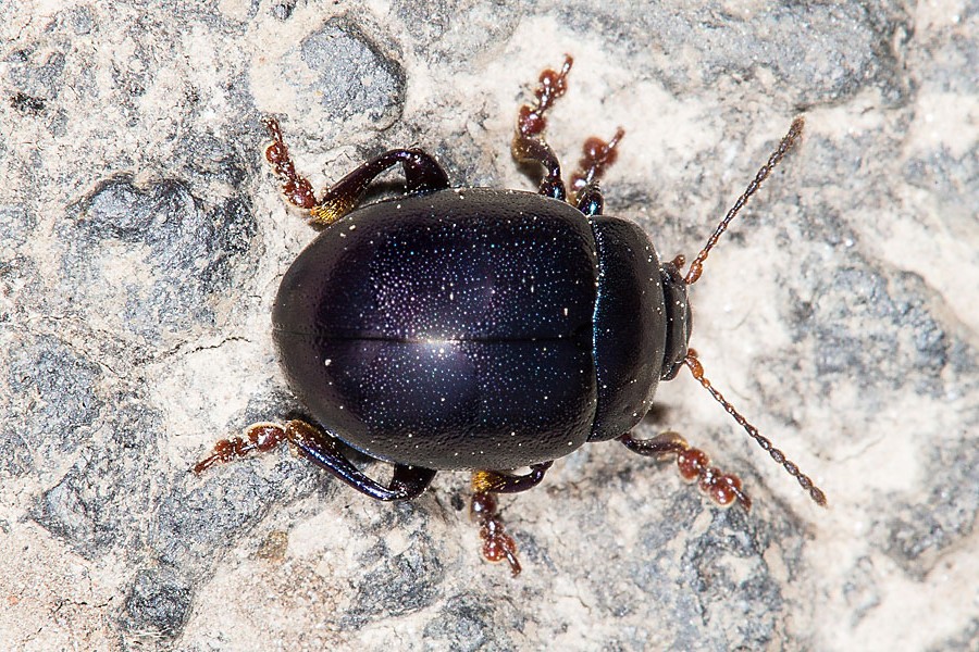 Chrysolina sturmi - Violetter Blattkäfer, Käfer auf Straße