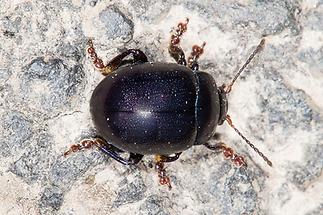 Chrysolina sturmi - Violetter Blattkäfer, Käfer auf Straße (1)