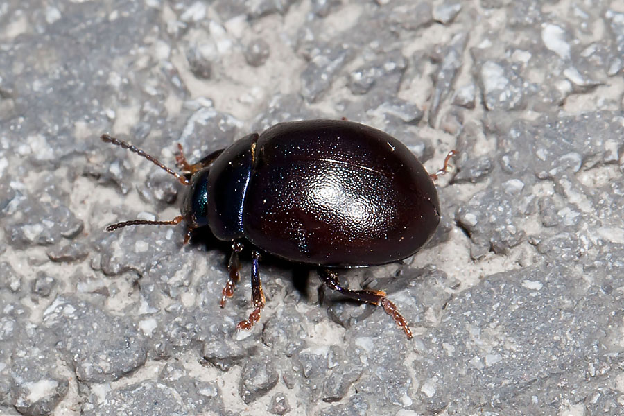 Chrysolina sturmi - Violetter Blattkäfer, Käfer auf Straße