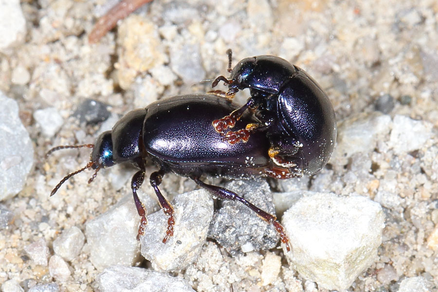 Chrysolina sturmi - Violetter Blattkäfer, Paar