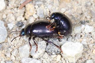 Chrysolina sturmi - Violetter Blattkäfer, Paar (1)