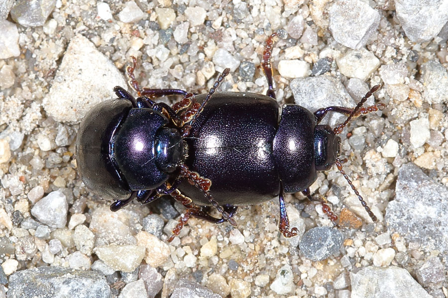 Chrysolina sturmi - Violetter Blattkäfer, Paar