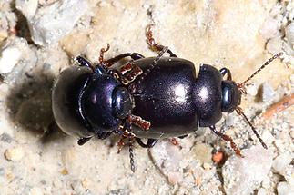 Chrysolina sturmi - Violetter Blattkäfer, Paar (3)