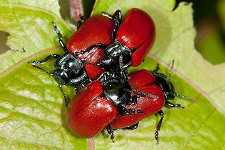 Chrysomela populi cf. - Pappelblattkäfer, 2 Paare