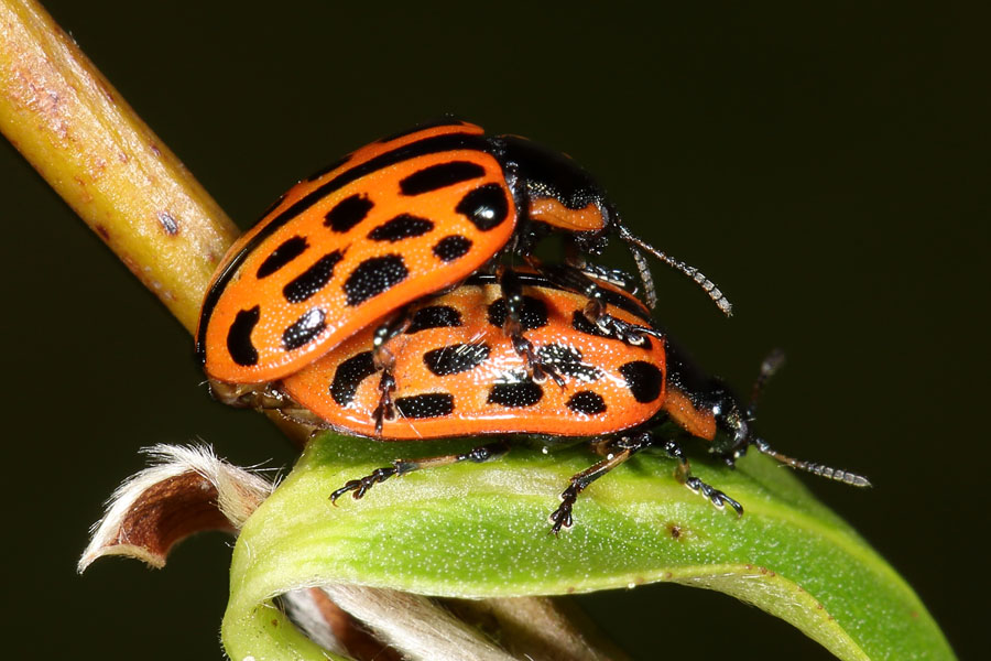 Chrysomela vigintipunctata - Gefleckter Weidenblattkäfer, Käfer Paar