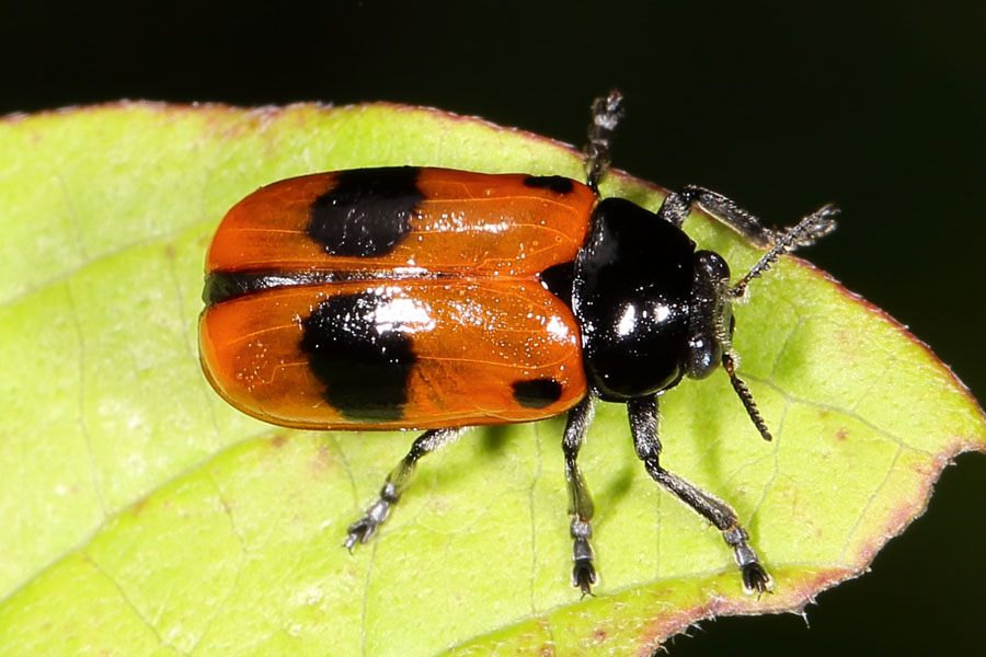 Clytra laeviuscula - Ameisensackträger, Käfer auf Blatt