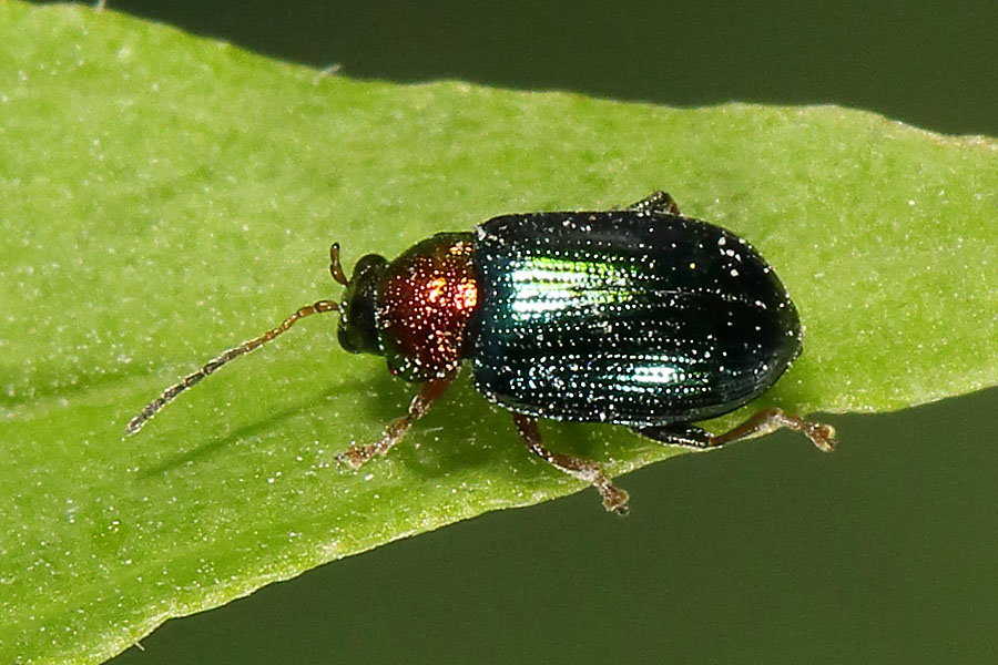Crepidodera aurata - Weiden-Erdfloh, Käfer auf Blatt