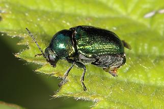 Cryptocephalus aureolus - Seidiger Fallkäfer, Käfer auf Blatt