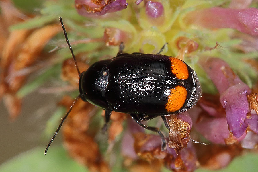 Cryptocephalus biguttatus - Zweifleckiger Fallkäfer, Käfer auf Blüte