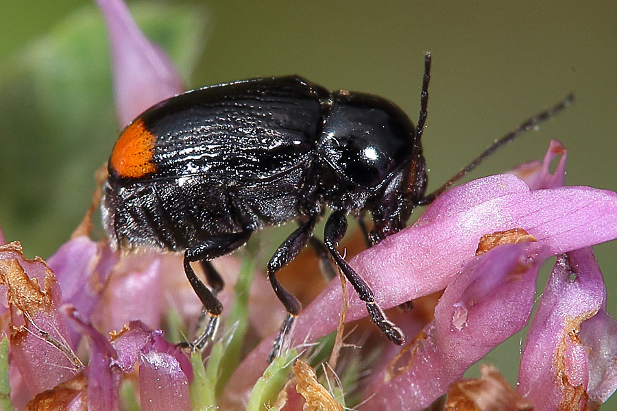 Cryptocephalus biguttatus - Zweifleckiger Fallkäfer, Käfer auf Blüte