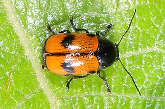 Cryptocephalus bipunctatus - Zweipunktiger Fallkäfer (1)