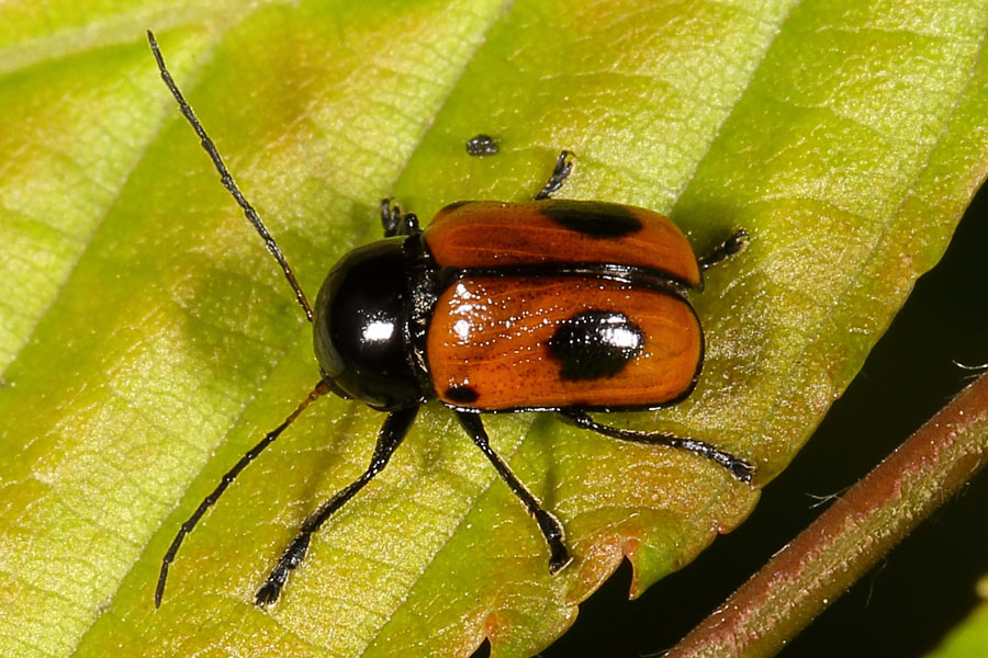 Cryptocephalus bipunctatus - Zweipunktiger Fallkäfer, Käfer auf Blatt